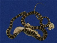 藏品(紅斑蛇)的圖片